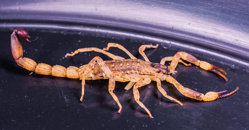 Scorpio Delights